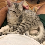 Mithril, Mau, Silver female DOB 4-10-18