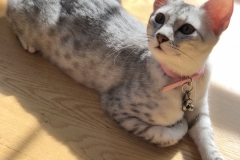 Maisy, Mau Silver female DOB 4-30-18