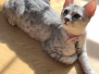 Maisy, Mau Silver female DOB 4-30-18