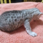 Mau, Silver, Female, DOB 4-30-18