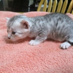 Mau, Silver, Female, DOB 4-30-18