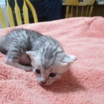 Mau, Silver, Female, DOB 4-30-18