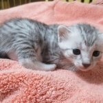 Mau, Silver, Female, DOB 4-30-18