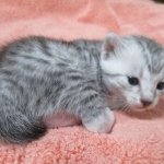 Mau, Silver, Female, DOB 4-30-18