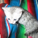 Mau, Silver, Female, DOB 4-30-18