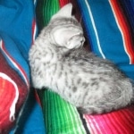 Mau, Silver, Female, DOB 4-30-18