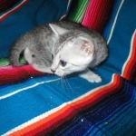 Mau, Silver, Female, DOB 4-30-18