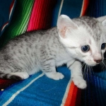 Mau, Silver, Female, DOB 4-30-18