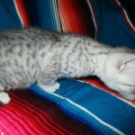 Mau, Silver, Female, DOB 4-30-18