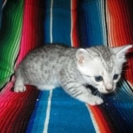 Mau, Silver, Female, DOB 4-30-18