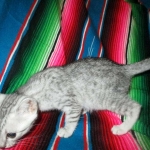 Mau, Silver, Female, DOB 4-30-18