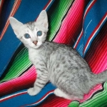 Mau, Silver, Female, DOB 4-30-18