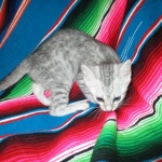 Mau, Silver, Female, DOB 4-30-18