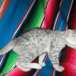 Mau, Silver, Female, DOB 4-30-18