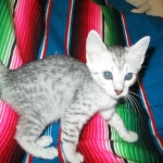 Mau, Silver, Female, DOB 4-30-18