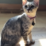 Maisy, Mau, Silver, Female, DOB 4-30-18