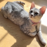 Maisy, Mau, Silver, Female, DOB 4-30-18