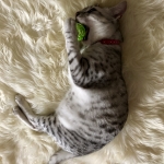 Maisy, Mau, Silver, Female, DOB 4-30-18