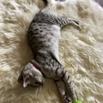 Maisy, Mau, Silver, Female, DOB 4-30-18