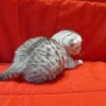 Mau, Silver, Female, DOB 4-30-18