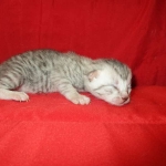 Mau, Silver, Female, DOB 4-30-18