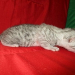 Mau, Silver, Female, DOB 4-30-18