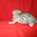 Mau, Silver, Female, DOB 4-30-18