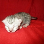 Mau, Silver, Female, DOB 4-30-18