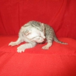 Mau, Silver, Female, DOB 4-30-18