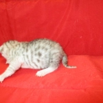 Mau, Silver, Female, DOB 4-30-18