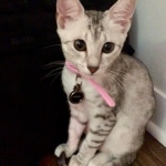 Maisy, Mau, Silver, Female, DOB 4-30-18