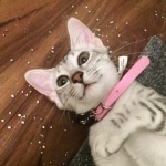 Maisy, Mau, Silver, Female, DOB 4-30-18