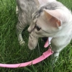 Maisy, Mau, Silver, Female, DOB 4-30-18