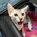 Maisy, Mau, Silver, Female, DOB 4-30-18