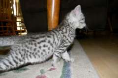 Daisy Mau Silver female DOB 5-13-14