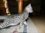 Daisy Mau Silver female DOB 5-13-14