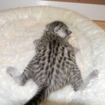 Mau silver female DOB 5-13-14 001-800