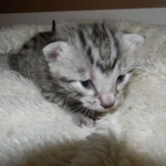 Mau silver female DOB 5-13-14 004-800