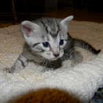 Mau silver female DOB 5-13-14 009-800