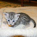 Mau silver female DOB 5-13-14 011-800