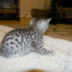 Mau silver female DOB 5-13-14 013-800