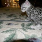 Mau silver female DOB 5-13-14 015-800