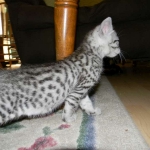 Mau silver female DOB 5-13-14 021-800