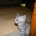 Mau silver female DOB 5-13-14 023-800