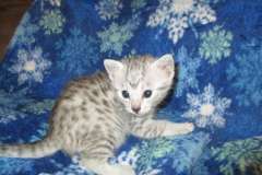 Kura Mau Silver Female DOB 5-7-17