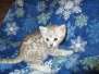 Kura Mau Silver Female DOB 5-7-17