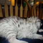 Mau, Silver, Female, DOB 5-7-17