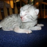 Mau, Silver, Female, DOB 5-7-17