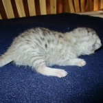 Mau, Silver, Female, DOB 5-7-17