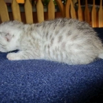 Mau, Silver, Female, DOB 5-7-17